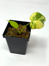 Load image into Gallery viewer, Homalomena Rubescens Variegated D