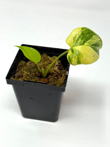 Homalomena Rubescens Variegated D