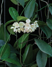 Load image into Gallery viewer, Hoya Brassii