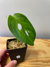 Load image into Gallery viewer, 47. Monstera Esqueleto (juvenile)