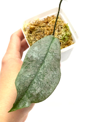 Hoya Mitrata Silver A