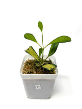 Load image into Gallery viewer, Hoya Manipurensis Variegated A