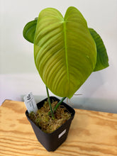 Load image into Gallery viewer, 119. Philodendron Tenue