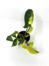 Load image into Gallery viewer, Philodendron Florida Beauty