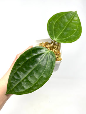 Hoya Sulawesi GPS 8867