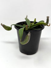 Load image into Gallery viewer, Nepenthes Albomarginata