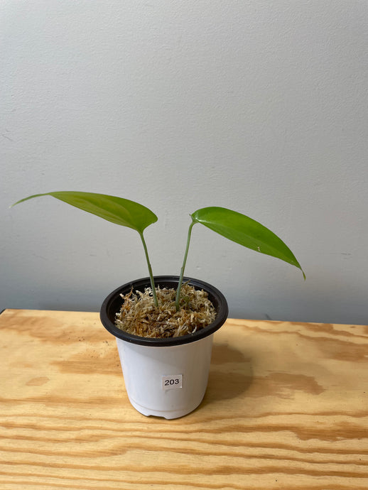 203. Monstera Esqueleto (juvenile)