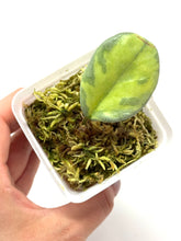 Load image into Gallery viewer, Hoya Carnosa ‘Argentea Princess’ L