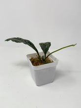 Load image into Gallery viewer, Hoya Waymaniae ‘Cloudy Sky’