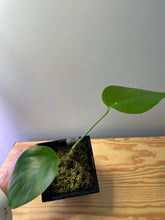 Load image into Gallery viewer, 64. Monstera Deliciosa Albo Variegated (low variegation))