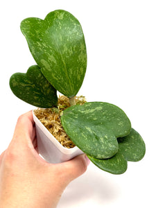 Hoya Kerrii Splash