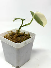 Load image into Gallery viewer, Scindapsus Mayari Variegated B