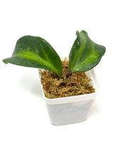 Load image into Gallery viewer, Hoya Latifolia ‘Bai Bua’