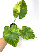 Load image into Gallery viewer, Alocasia Odora Aurea Variegated