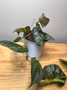 Philodendron Brandtianum sp Aff