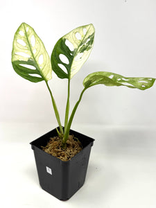 Monstera Adansonii Variegated C