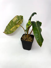 Load image into Gallery viewer, Philodendron Billietiae Variegated C