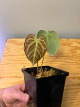 Load image into Gallery viewer, 169. Anthurium Crystallinum