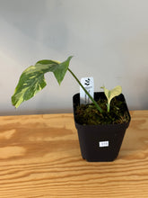 Load image into Gallery viewer, 173. Rhaphidophora Tetrasperma Variegated