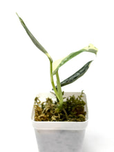 Load image into Gallery viewer, Scindapsus Mayari Variegated F
