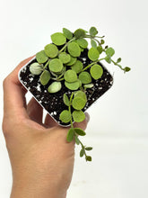 Load image into Gallery viewer, Dischidia Nummularia ‘String of Nickels’