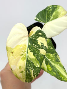 Philodendron Gloriosum Variegated B