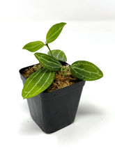 Load image into Gallery viewer, Dischidia Ovata