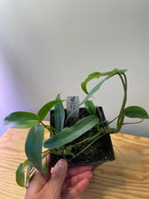 Load image into Gallery viewer, 53. Philodendron Mayoi