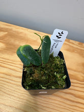 Load image into Gallery viewer, 17. Hoya Rotundiflora