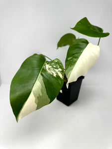 Monstera Deliciosa Albo Variegated I