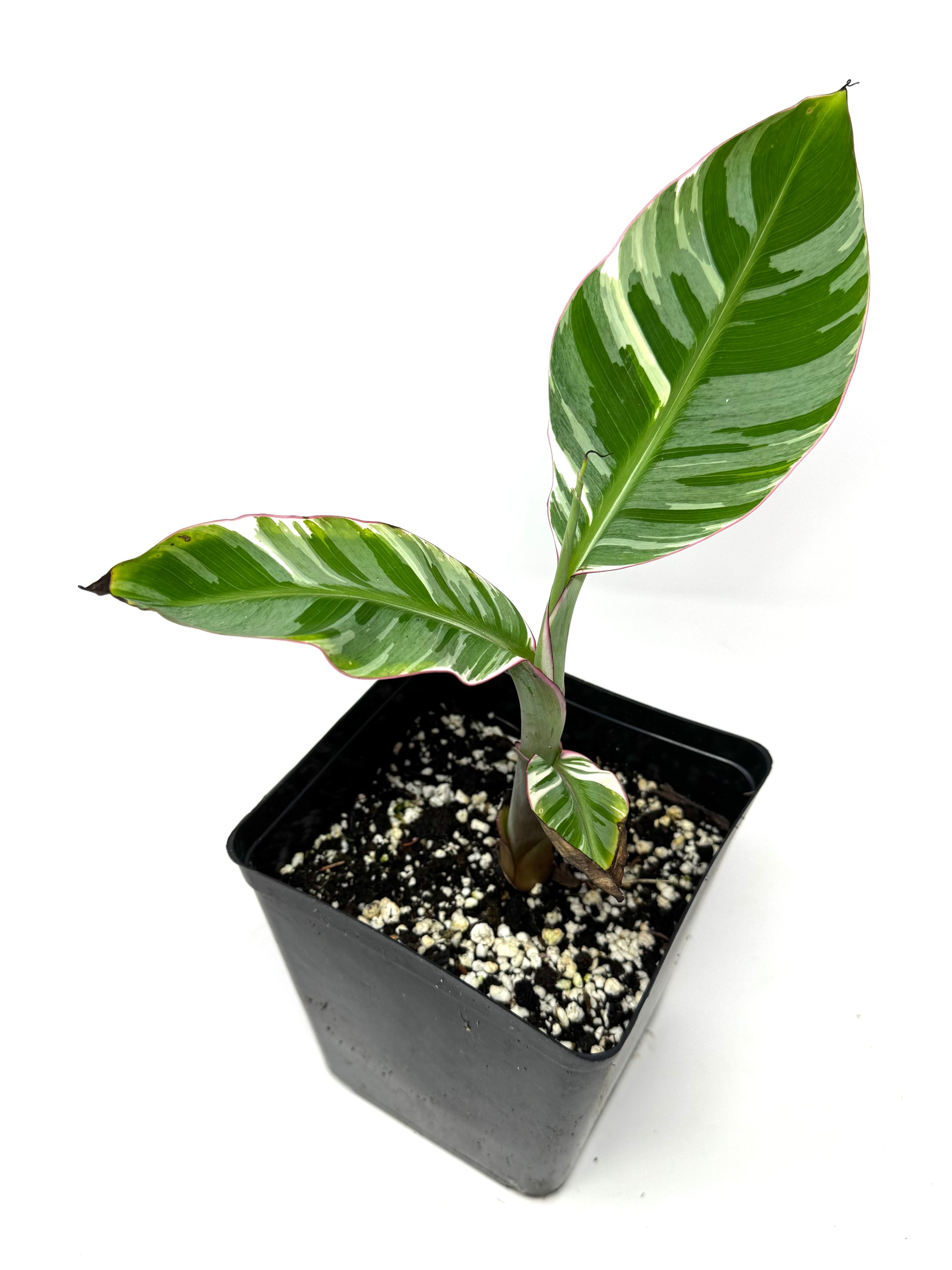 Products – Page 15 – Planthaven Toronto