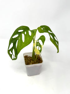 Monstera Adansonii Variegated J