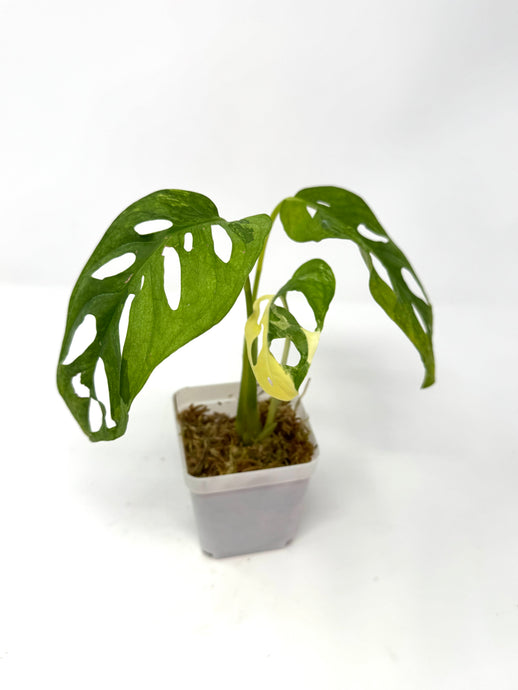 Monstera Adansonii Variegated J