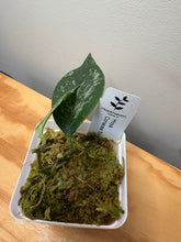 Load image into Gallery viewer, 178. Hoya Coriacea Silver