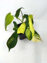 Load image into Gallery viewer, Philodendron Bipennifolium Violin Variegated H