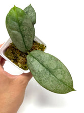 Load image into Gallery viewer, Hoya Mitrata Silver A