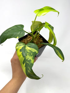 Philodendron Bipennifolium Violin Variegated E