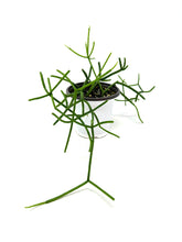 Load image into Gallery viewer, Rhipsalis Baccifera (Ships within Canada only)