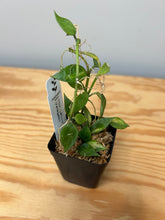 Load image into Gallery viewer, 119. Hoya Lacunosa Variegated