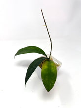 Load image into Gallery viewer, Hoya Ruthiae