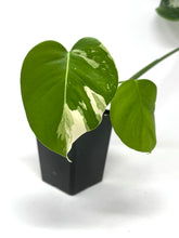 Load image into Gallery viewer, Monstera Deliciosa Albo Variegated E