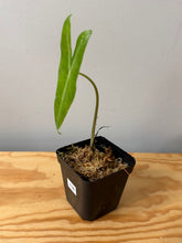 Load image into Gallery viewer, 116. Alocasia Longiloba