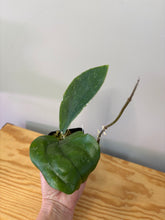 Load image into Gallery viewer, 108. Hoya Lambii