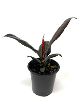 Load image into Gallery viewer, Ficus Elastica Burgundy