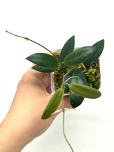 Load image into Gallery viewer, Hoya Dragon Wing (GPS7240 Hybrid)