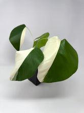 Load image into Gallery viewer, Monstera Deliciosa Albo Variegated F