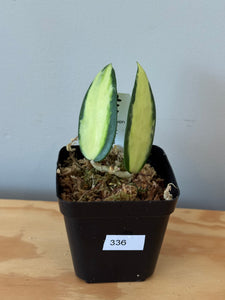 336. Hoya Acuta Inner Variegated