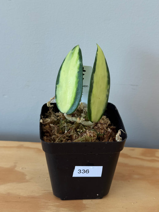 336. Hoya Acuta Inner Variegated