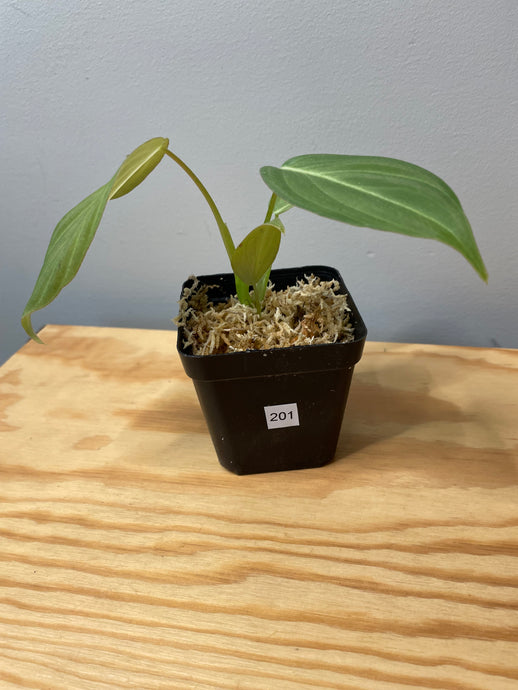 201. Philodendron Glorious