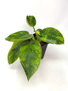 Philodendron Green Congo Variegated